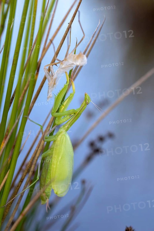 European mantis, European praying mantis, mantis religiosa, mantodea, mantodea, high size, portrait, molting, insects, praying mantis, hatching