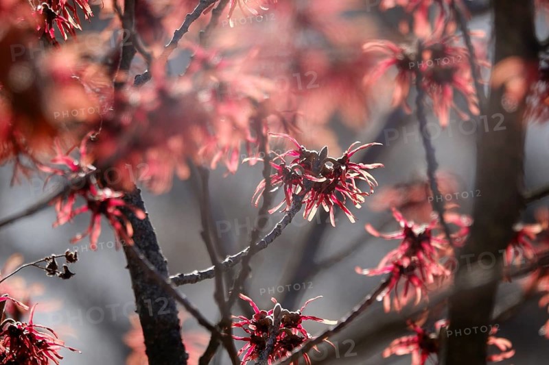 Witch hazel in bloom (Hamamelis), early March, Germany