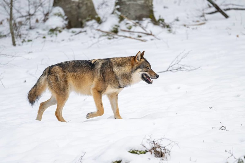 European gray wolf (Canis lupus lupus) walking in a forest in winter, snow, Bavaria, Germany