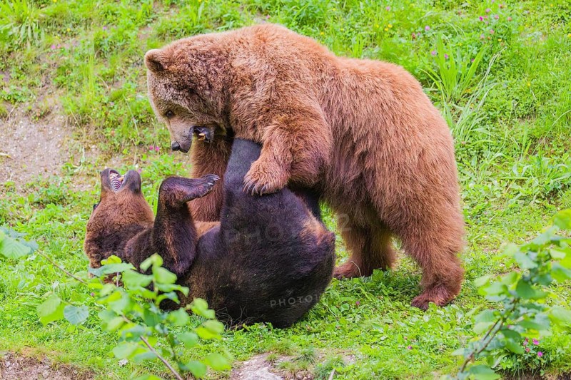 A young male Eurasian brown bear (Ursus arctos arctos) and a much older female mate (sort of) at the edge of a forest