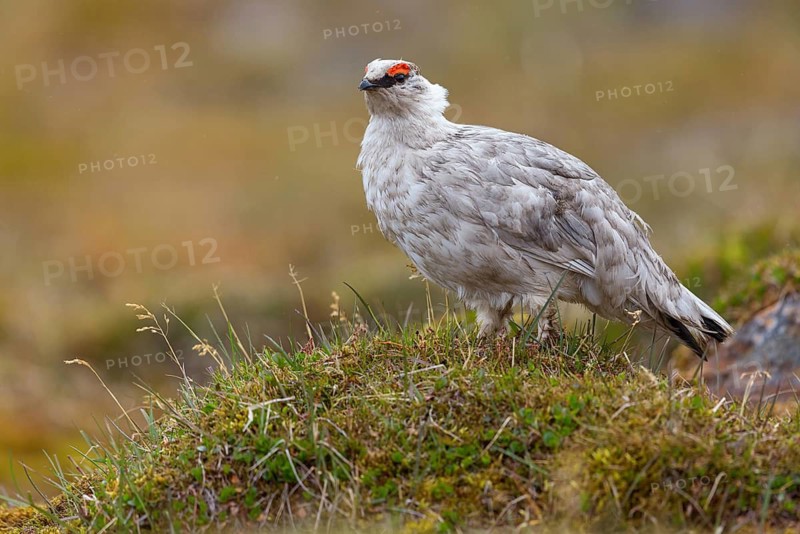 Rock ptarmigan, Svalbard Rock ptarmigan, Ptarmigan, (Lagopus mutus), Lagopus muta hyperbore), male, Longyearbyen, Svalbard / Svalbard, Norway