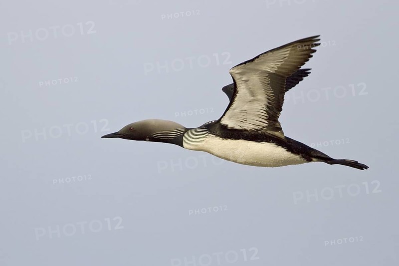 Pacific Loon (Gavia pacifica) flying, Manitoba, Canada