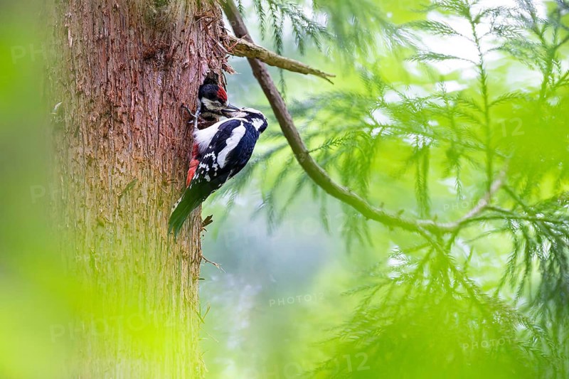 Great spotted woodpecker (Dendrocopos major), female feeds almost fledged young bird in the entrance hole of the breeding cavity, Bad Homburg, Hesse, Germany