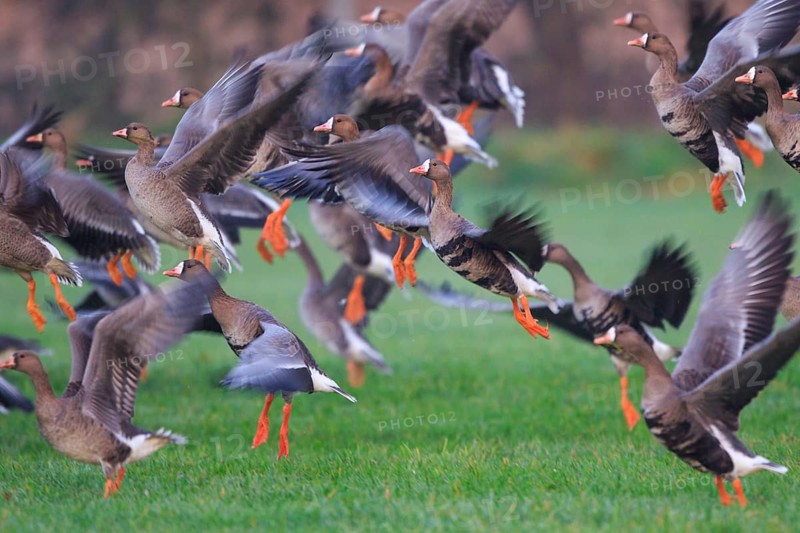 Greater White-fronted Goose (Anser albifrons) flying, North Rhine-Westphalia, Germany