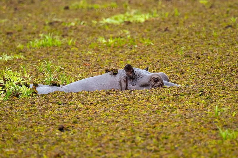 Hippopotamus (Hippopatamus amphibius) hiding in the swamp, Xakanaxa, Okavango Delta, Moremi Game Reserve, Botswana