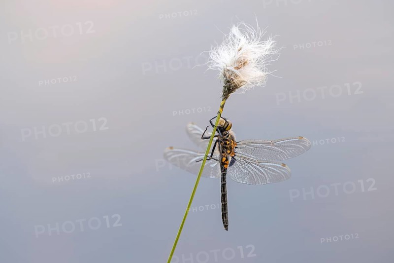 Black Darter (Sympetrum danae) on cotton grass, Goldenstedt, Lower Saxony, Germany