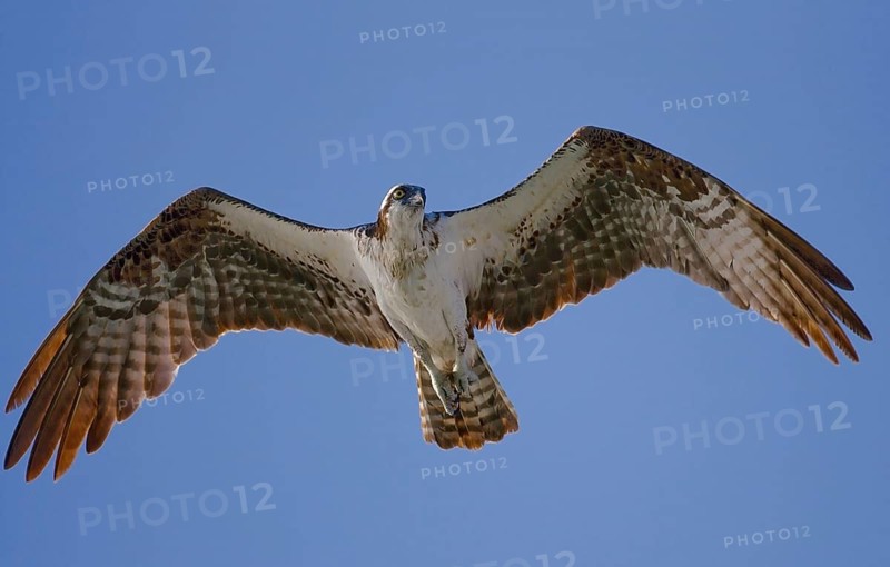 Animals Birds Eagles Birds of prey Osprey (Haliaetus padion), Florida