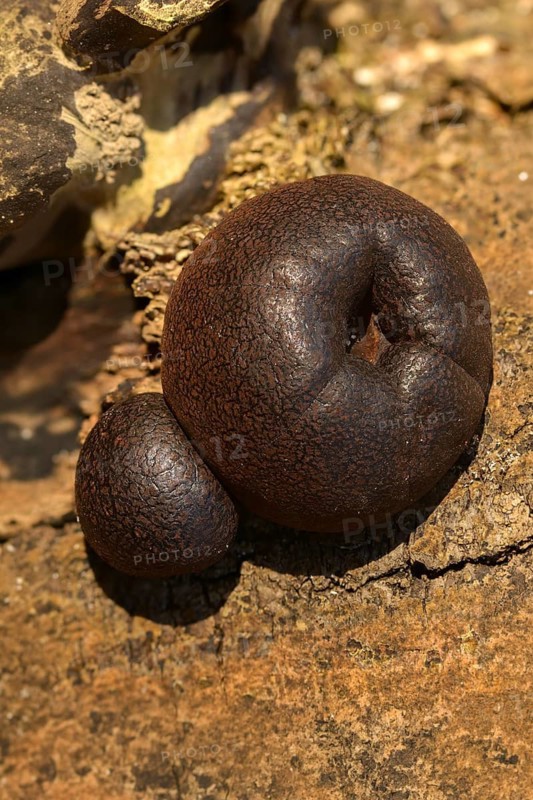 Daldinia concentricav, charcoal mushroom, king Alfred's cake, charcoal ball mushroom, concentric charcoal mushroom, ball charcoal mushroom, coal fungus, cramp balls, fungi, fungus, high size, portrait format, mushrooms