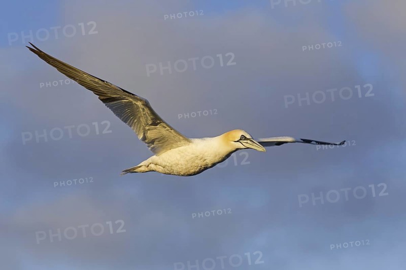 Northern Gannet (Morus bassanus) flying, Schleswig-Holstein, Germany