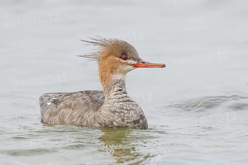 Merganser (Mergus serrator) female swimming in shallow water of the Baltic Sea, wildlife, nature photography, merganser, Baltic Sea, Baltic Sea island Fehmarn, East Holstein, Schleswig-Holstein, Germany