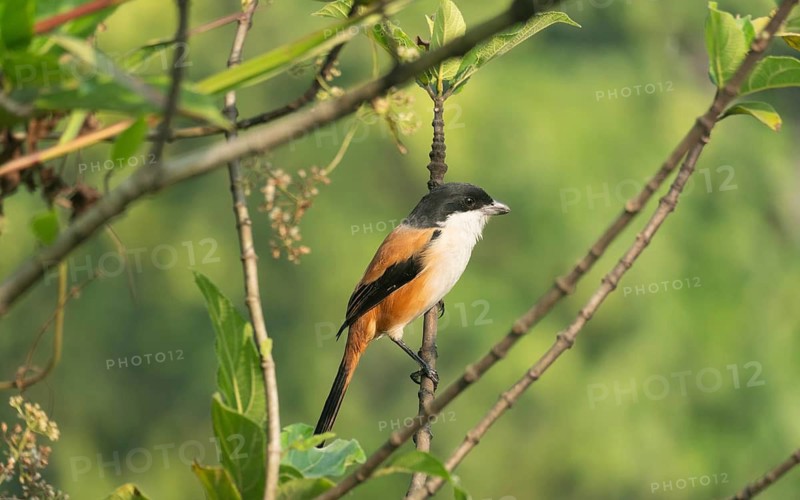 A long-tailed shrike or rufous-backed shrike (Lanius schach) sits on a tree branch, Sreepur, Gazipur, Bangladesh