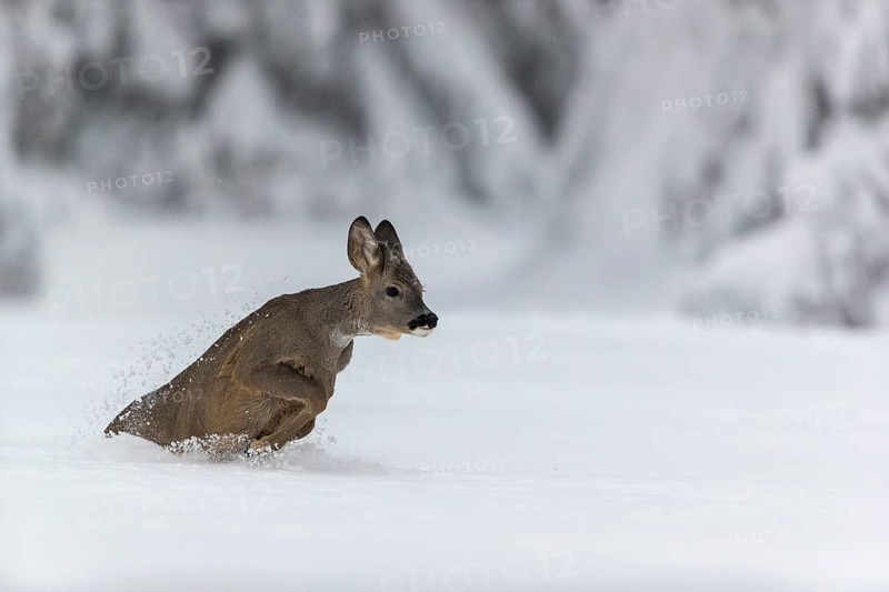 One young male Roe Deer, Roe buck (Capreolus capreolus), running through deep snow. Trees in the background
