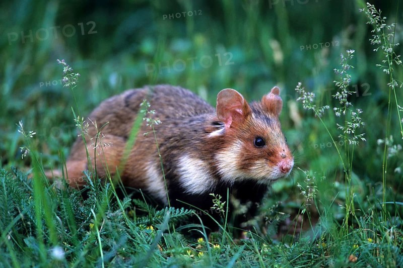 Animals, mammals, field hamsters in the biotope, Germany, Federal Republic of Germany