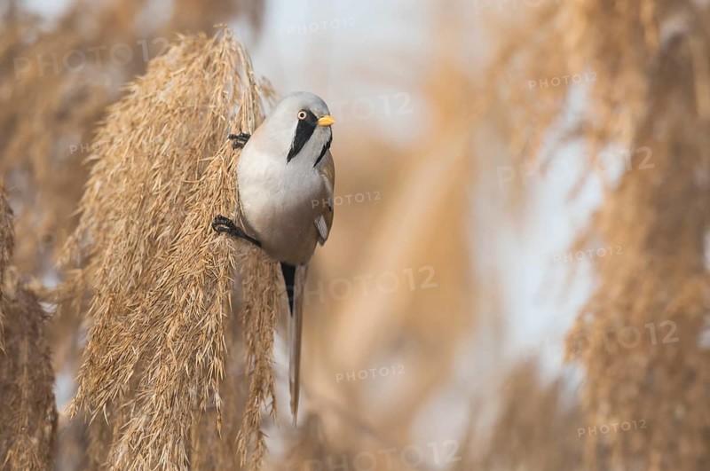 Bearded Reedling (Panurus biarmicus) male perched on reed, Piedmont, Italy