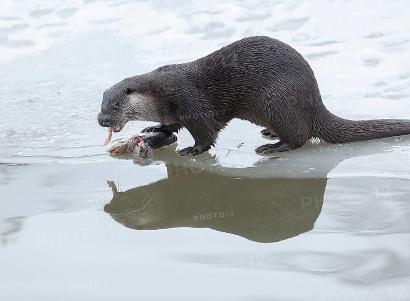 Otter (Lutra lutra) eating prey fish at a partly frozen pond, snow, Germany