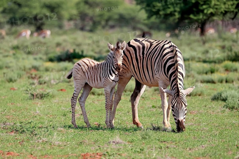 Burchell's zebra (Equus quagga burchelli), Burchell's zebra, adult, female, mother, young animal, foraging, Mokala National Park, Northern Cape, South Africa, Africa, Germany