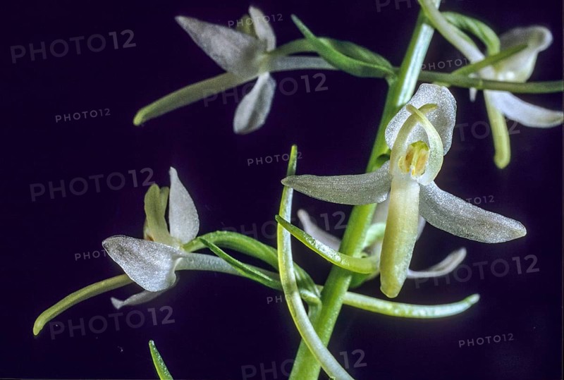 Orchidaceae, orchids, orchid family, Platanthera bifolia, forest hyacinth, white forest hyacinth, two-leaf forest hyacinth, flora, plants, plants