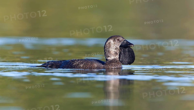 Musk Duck (Biziura lobata) male, Victoria, Australia
