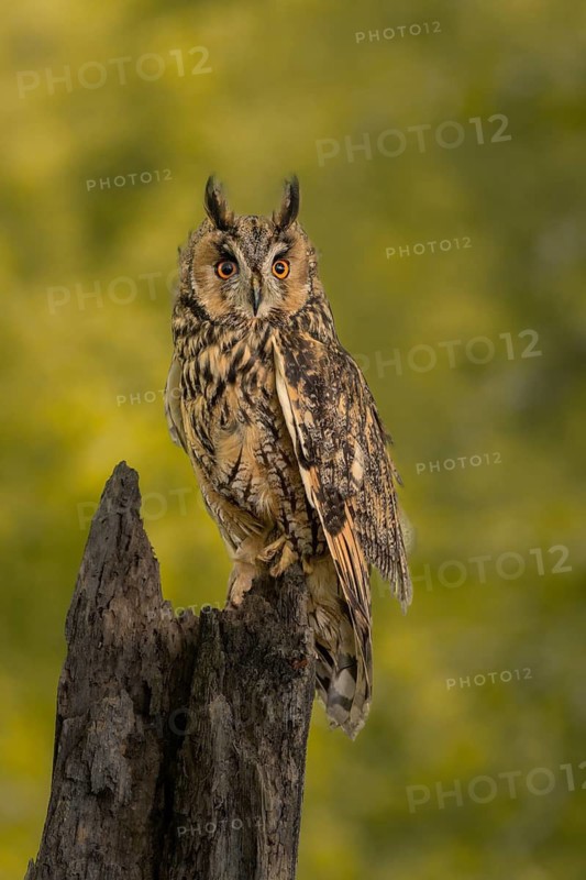 Long-eared owl on a dead tree stump against a golden background, Long-eared owl (Asio otus), adult, perched, observing, in spring, alert, Bohemian Forest, Czech Republic