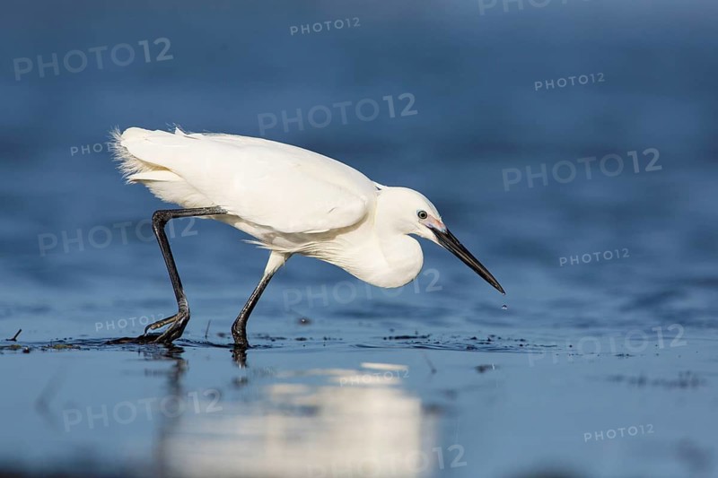 Little Egret (Egretta garzetta) foraging, Victoria, Australia