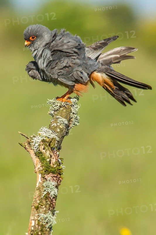 Red-Footed Falcon (Falco vespertinus), adult male preening on a branch, Galicia, Spain