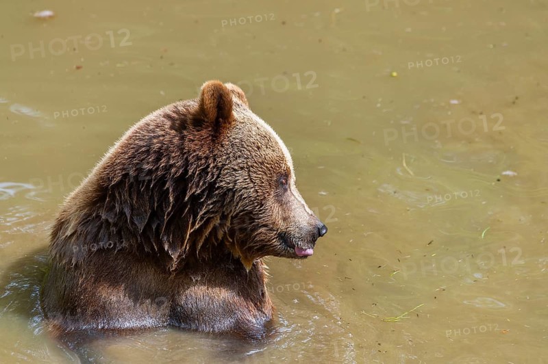 Eurasian brown bear (Ursus arctos arctos) in a little lake, Bavarian Forest, Bavaria, Germany