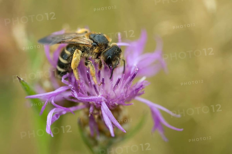 Apidae, bees, furrow bees, common furrow bees, halictus simplex, hymenoptera, insects, wild bees