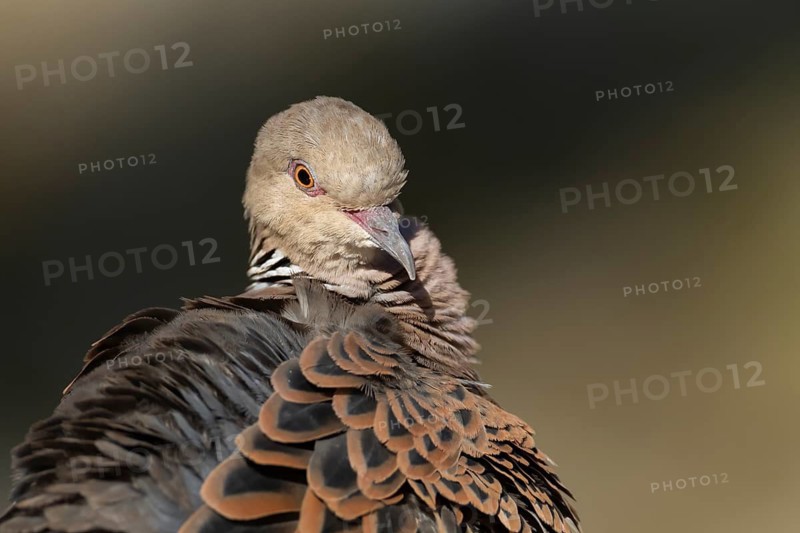 European turtle dove (Streptopelia turtur) adult bird head portrait, England, United Kingdom
