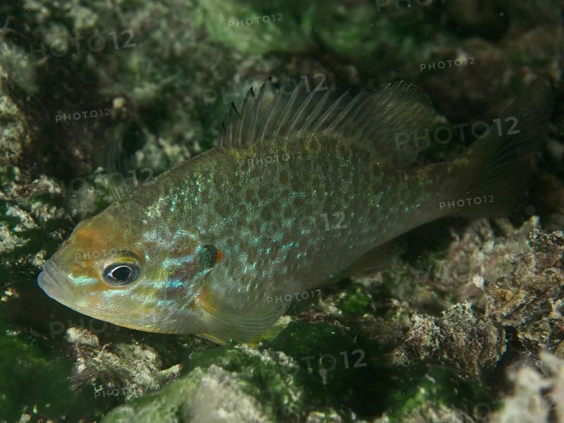 A pumpkinseed sunfish (Lepomis gibbosus) swims underwater in a natural environment featuring shades of green and brown, at the Riff Williams dive site, Herrliberg, Lake Zurich, Canton of Zurich, Switzerland