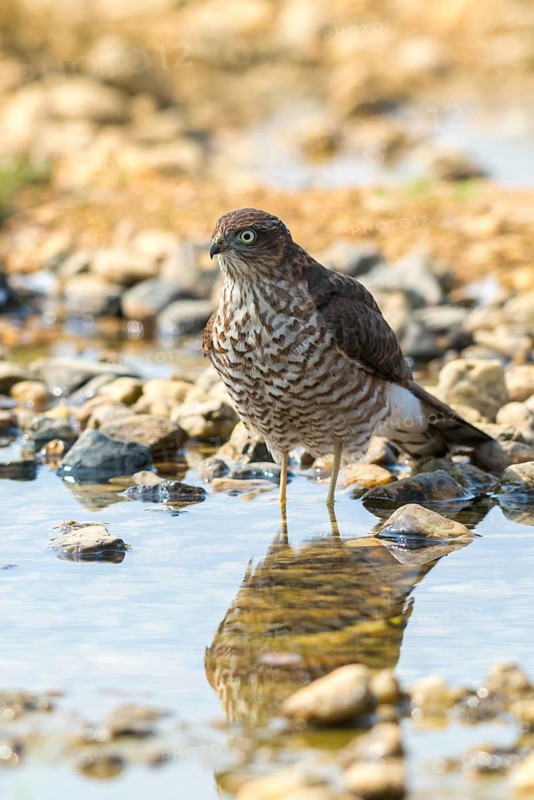 Accipiter Nisus, Accipitriformes, Sparrowhawk, Sparrowhawk, Bath, Bird Bath, Birds, Falconiformes, Birds of Prey, High Size, Portrait Format, Raptor, Raptors, Drinking, Birdbath, Birds, Watering Place