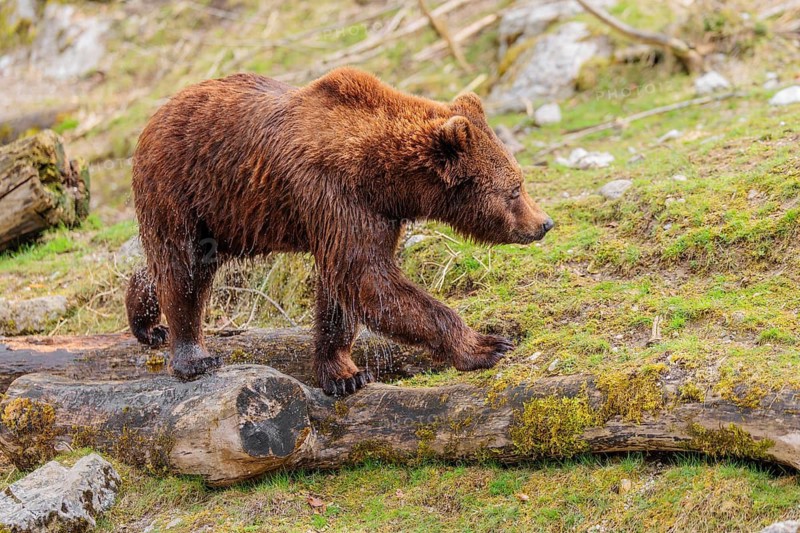 A young male brown bear (Ursus arctos arctos), soaked from bathing in a stream, runs over hilly terrain past rocks and rotting tree trunks