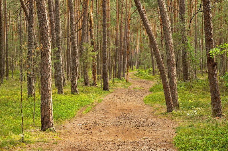 Trail going through Scots pine (Pinus sylvestris), forest, Bavaria, Germany