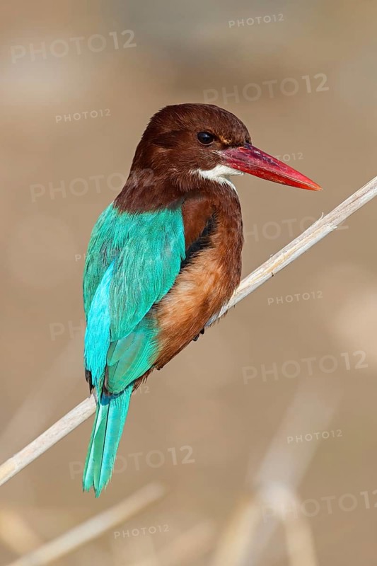 Brown kingfisher, (Halcyon smyrnensis), family of kingfishers, on perch, animals, birds, Israel