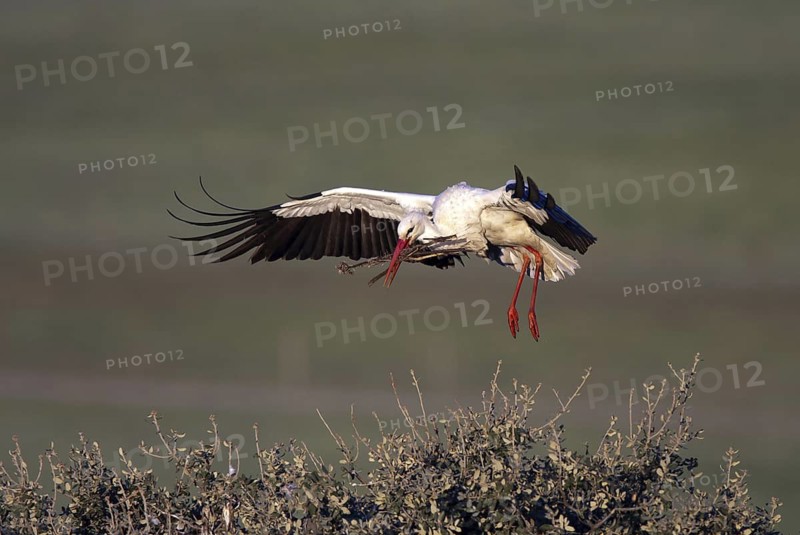White Stork (Ciconia ciconia) flying, Castile-La Mancha, Spain