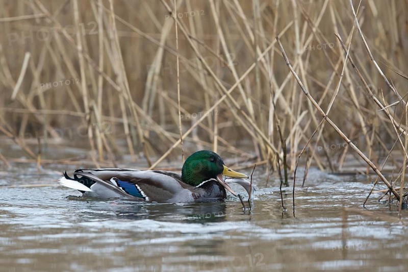 Mallard (Anas platyrhynchos) male eating fish, Mecklenburg-Western Pomerania, Germany