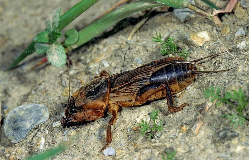 European mole crickets, grasshoppers, gryllotalpa gryllotalpa, half-devils, mole crickets, werre, dwarves, ensifera, grasshoppers, crickets, grasshoppers, insects, insects, long-feeler scares