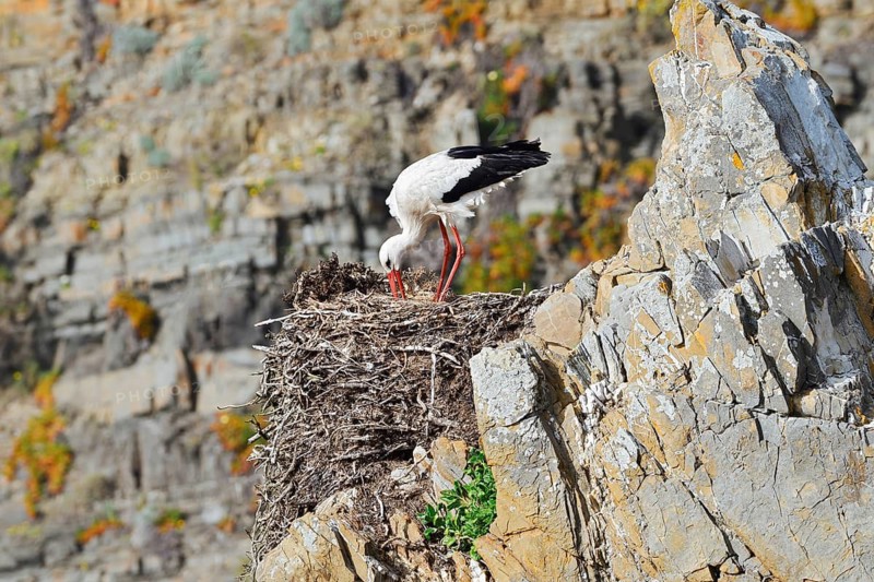White stork (Ciconia ciconia) standing on a nest on the rocky coast, Parque Natural do Sudoeste Alentejano e Costa Vicentina, Alentejo, Portugal
