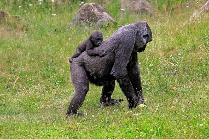 Western gorilla (Gorilla gorilla), adult, female, mother, carrying, infant, on her back, foraging, walking