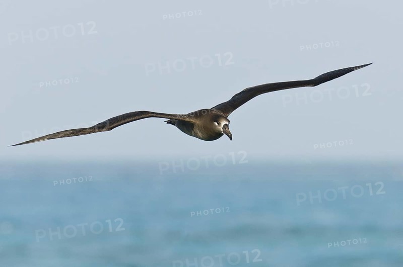 Black-footed Albatross (Phoebastria nigripes), Hawaii, USA