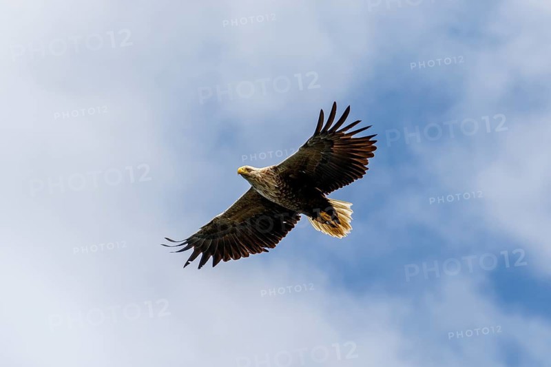 White-Tailed Eagle (Haliaeetus albicilla), flying, Isle of Mull, Scotland, United Kingdom