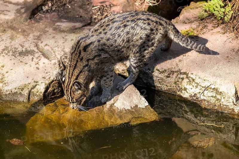 Fishing cat (Prionailurus viverrinus) at the shore of a lake on a sunny day, captive, Germany