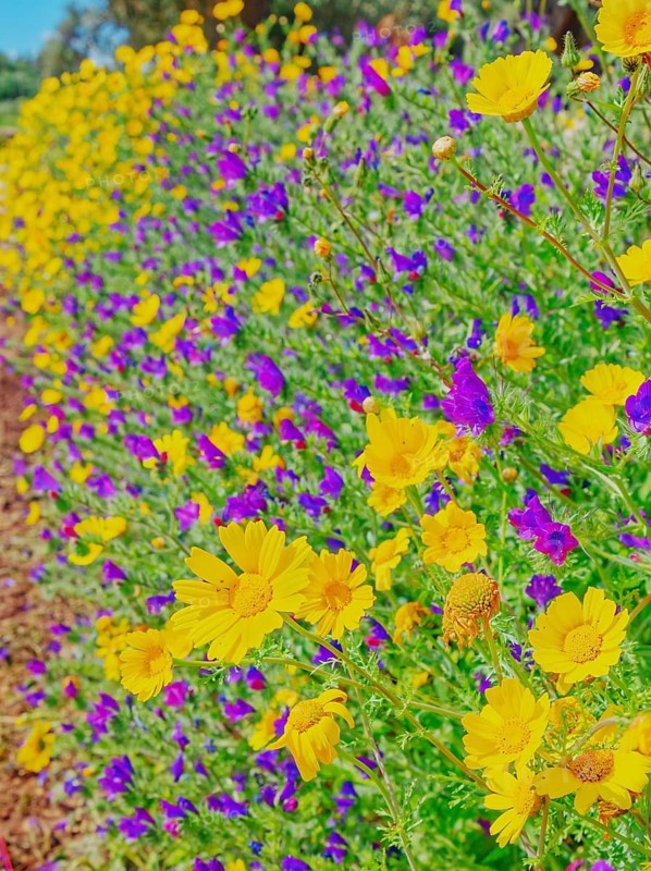 Wild flowers blooming, Syracuse, Sicily, Italy