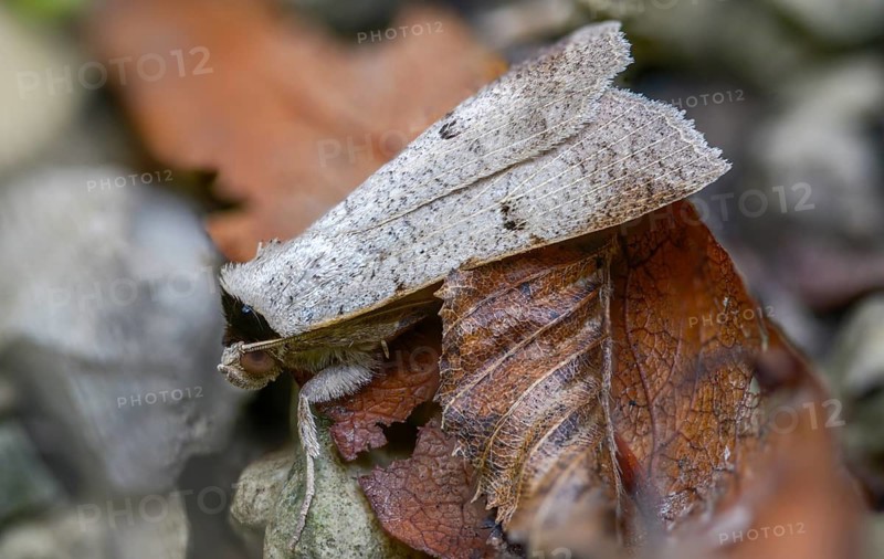 Lygephila craccae, marginal sweet pea owl, scarce blackneck moth, sweet owl, insects, moths, moths, butterflies