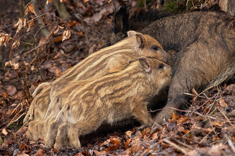 Wild boar (Sus scrofa), fresh boar, Melle, Lower Saxony, Germany