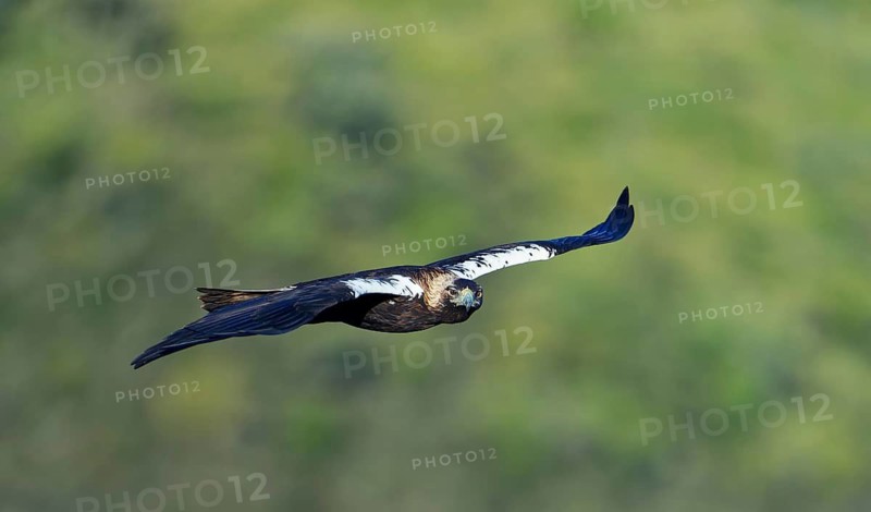 Spanish imperial eagle (Aquila adalberti) in flight, Extremadura, Spain