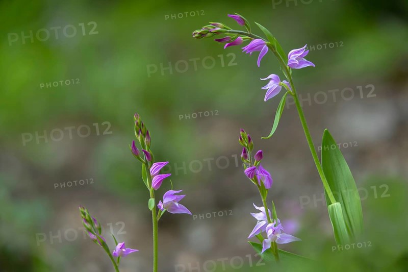 Cephalanthera rubra, orchids, orchids, orchid plants, purple woodbird, woodbird, flora, plants, plants, red helleborine