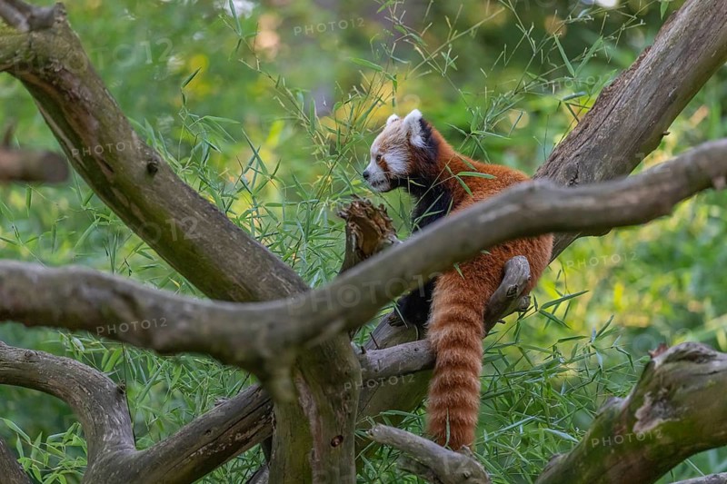 One red panda, Ailurus fulgens, sitting on a branch of a dead tree. Fresh green vegetation in the background