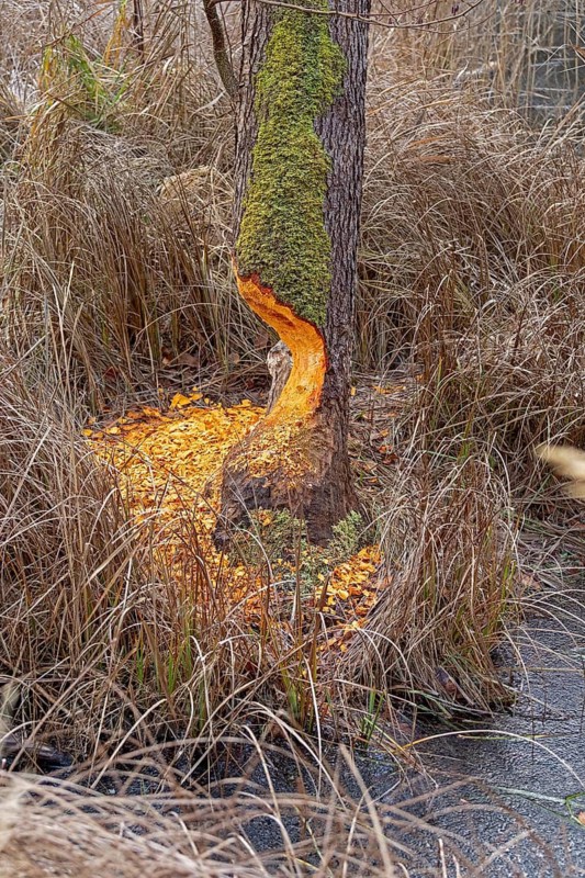 Tree bit by beaver near Spechthausen, Brandenburg, Germany