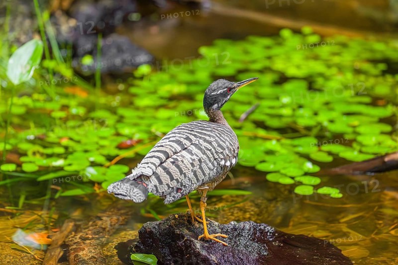 A sunbittern (Eurypyga helias) walks through a shallow creek in a forest searching for food