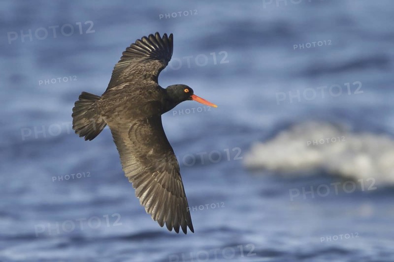 Black Oystercatcher (Haematopus bachmani) flying, British Columbia, Canada